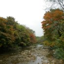 꽃별하얀 이미지