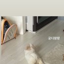 율무야가자