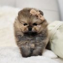 해시도그 이미지