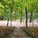 1493회 수요낮걷기(5.8) 이날까지 개방하는 서울대수목원-삼성산숲길-예술공원-삼성천수변길 걷습니다 이미지