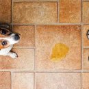 별별강아지 이미지