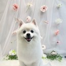 퍼피글랫 이미지