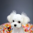 멍멍펫스토어 이미지