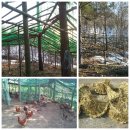 토종닭을 방사해 보니 이미지