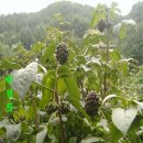 백모농장 이미지