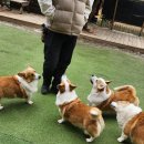 8코기네 이미지