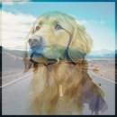 바우와우 이미지