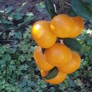 온주농장 이미지