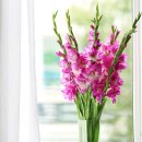 069-3 | 🎨 [명화와야생화069 · 태교명화산책033]앙리 마티스의 자화상과 글라디올라스