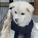 포레스트12 이미지