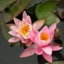 꿩대신닭 이미지