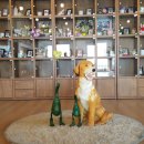 사랑애견 이미지