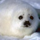 버블뽑기 이미지