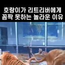 호랑이를 제어하는 개...ㅋ 이미지