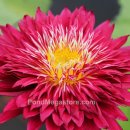 스칼렛 플레임 열대수련(Scarlet Flame Water Lily) 이미지