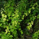 느티나무하우스 이미지