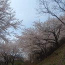 삼척봉황산 벚꽃 이미지