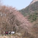 동학사 벗꽃(2010. 04. 17) 이미지