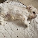 펫스티발 이미지