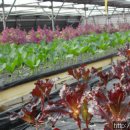 대실농장 이미지