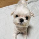 더펫샵(압량점) 이미지