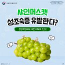 성샤인 이미지