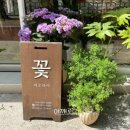 고이피오