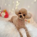 뚜니살롱 이미지