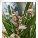 꽃 피는 갈비 이미지