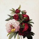 보태니컬 이미지