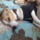 화랑동물병원 이미지