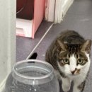 동물보육원 이미지