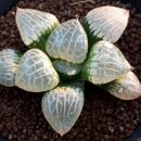 수정-101 이미지