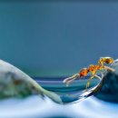 개미상사 이미지