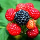 아리아무인텔 이미지