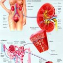 투석기(Hemodialysis) 이미지