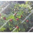 왕산농장 이미지