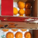 히끄네 농장 & 스테이 오조 | 제주 히끄네 농장 레드향