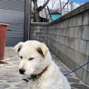 부르