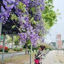 김해고등학교 | 김해 등나무꽃이 웅장한 빛누리유치원과 김해고등학교