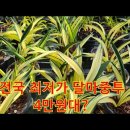 대만 동양란의 제왕 단엽중투 달마중투가 5만원? 이미지