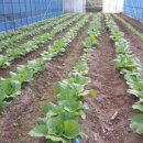 꽃내풀네 이미지