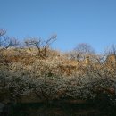 청매실농원 이미지