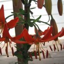 오늘, 정원 이미지