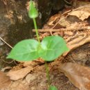 들꽃마을 이미지