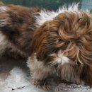 파란종합 동물병원 이미지