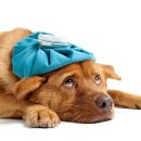 푸른들 동물병원 이미지