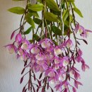 두진(아) 이미지