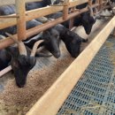 해보라농장 이미지