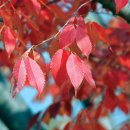 성읍리-26 이미지